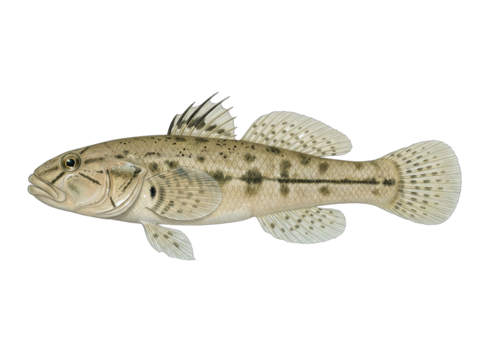 Slender goby