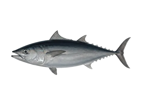 Slender tuna (Allothunnus fallai)
