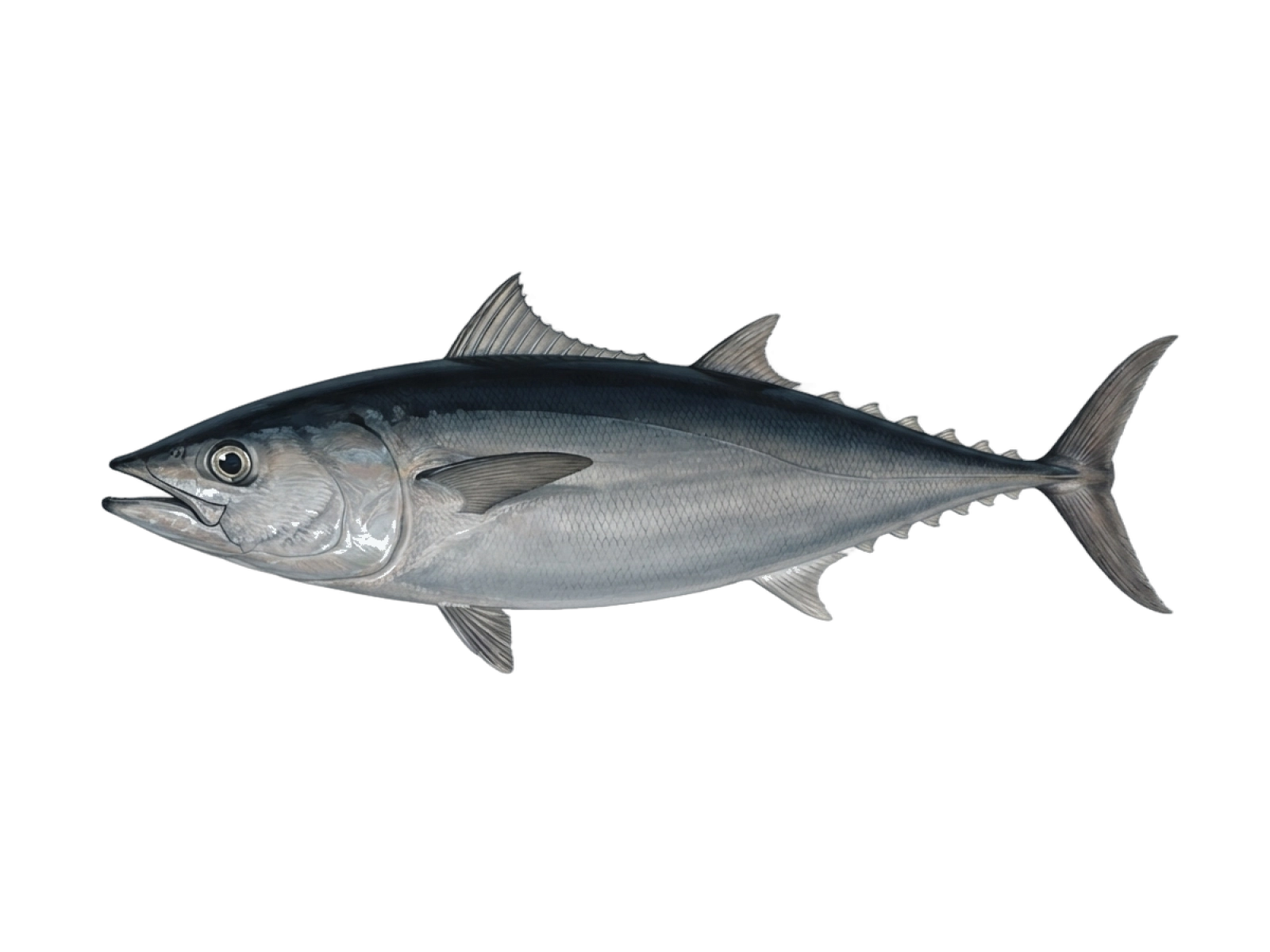 Slender tuna