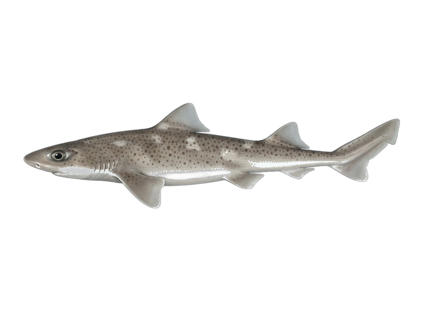 Small-spotted catshark