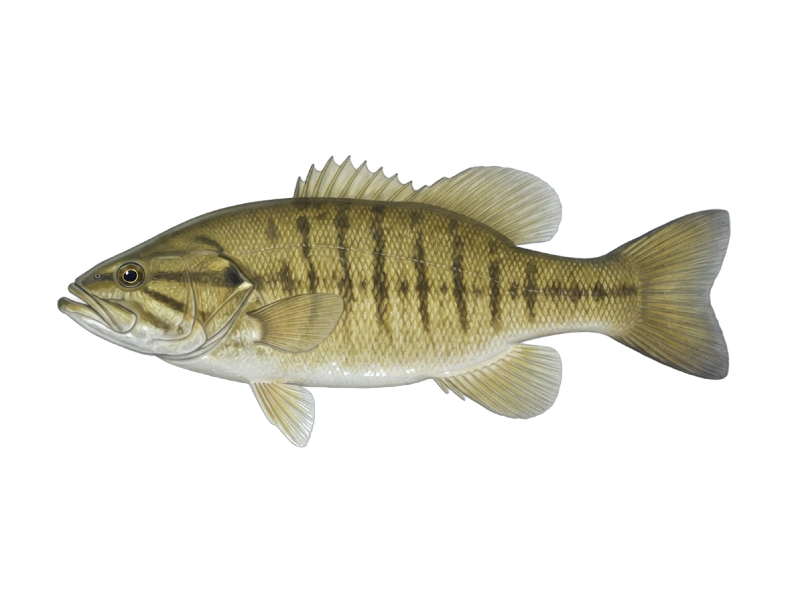 Smallmouth bass