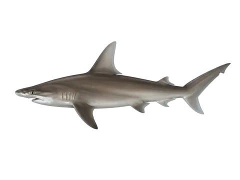 Smooth hammerhead (Sphyrna zygaena)