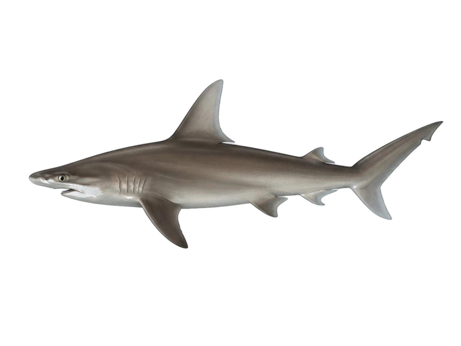 Smooth hammerhead