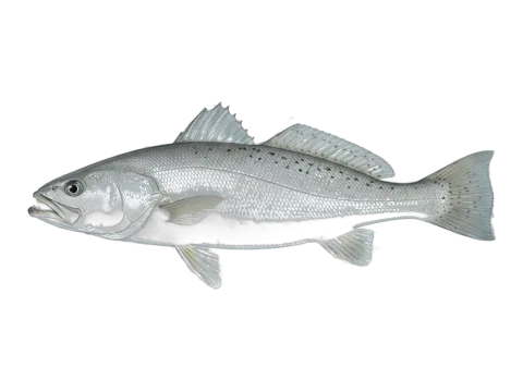 Smooth weakfish (Cynoscion leiarchus)