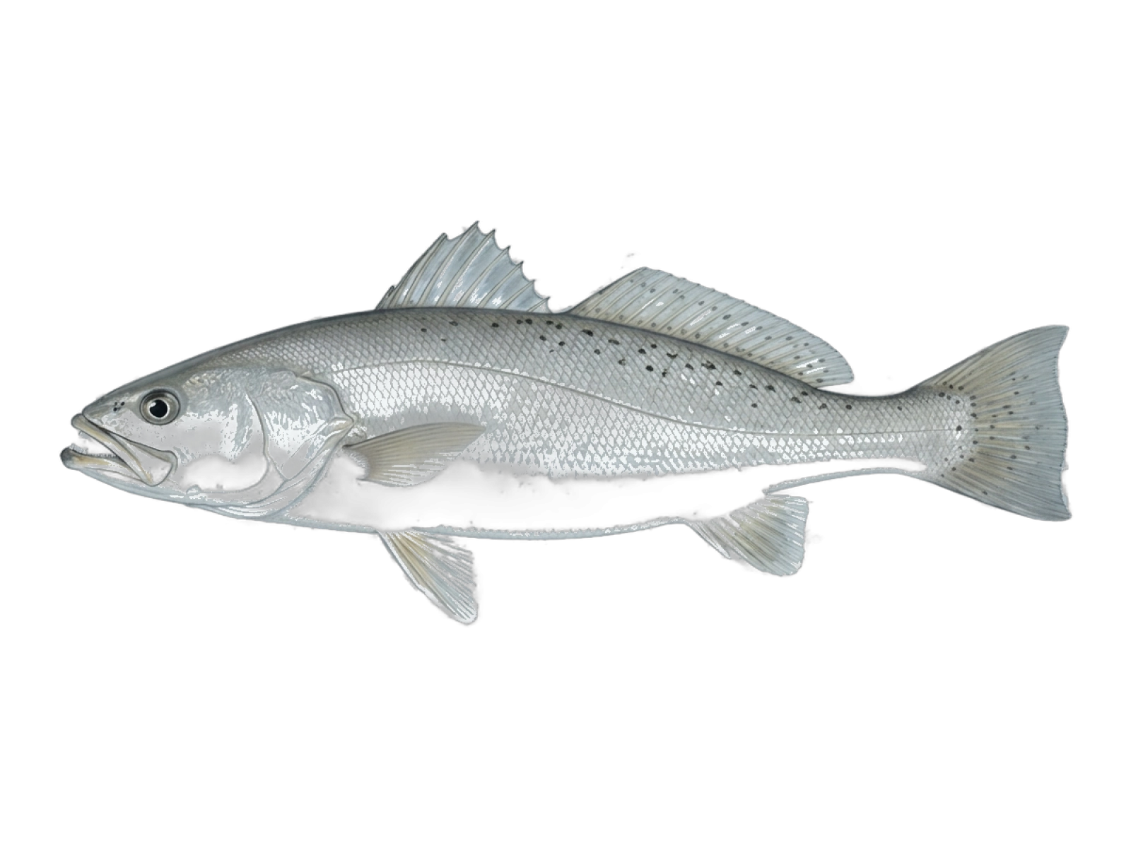 Smooth weakfish
