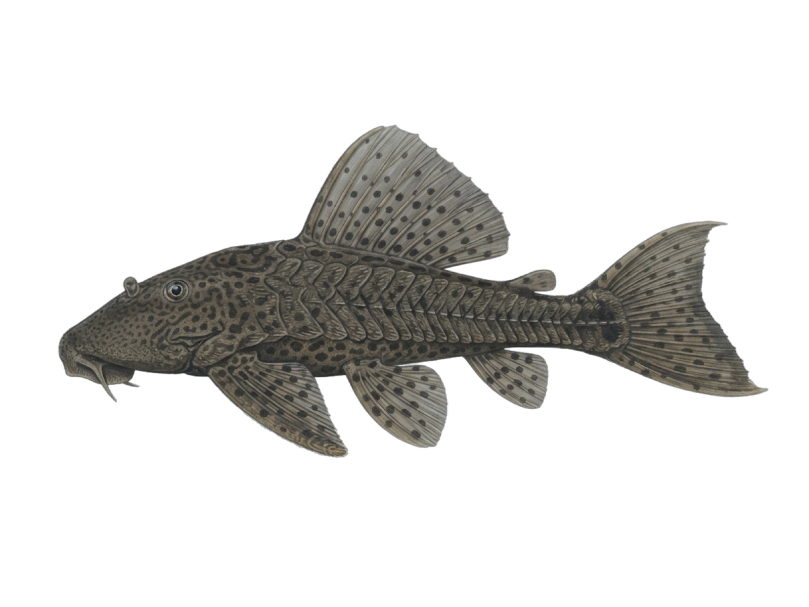 Snow pleco