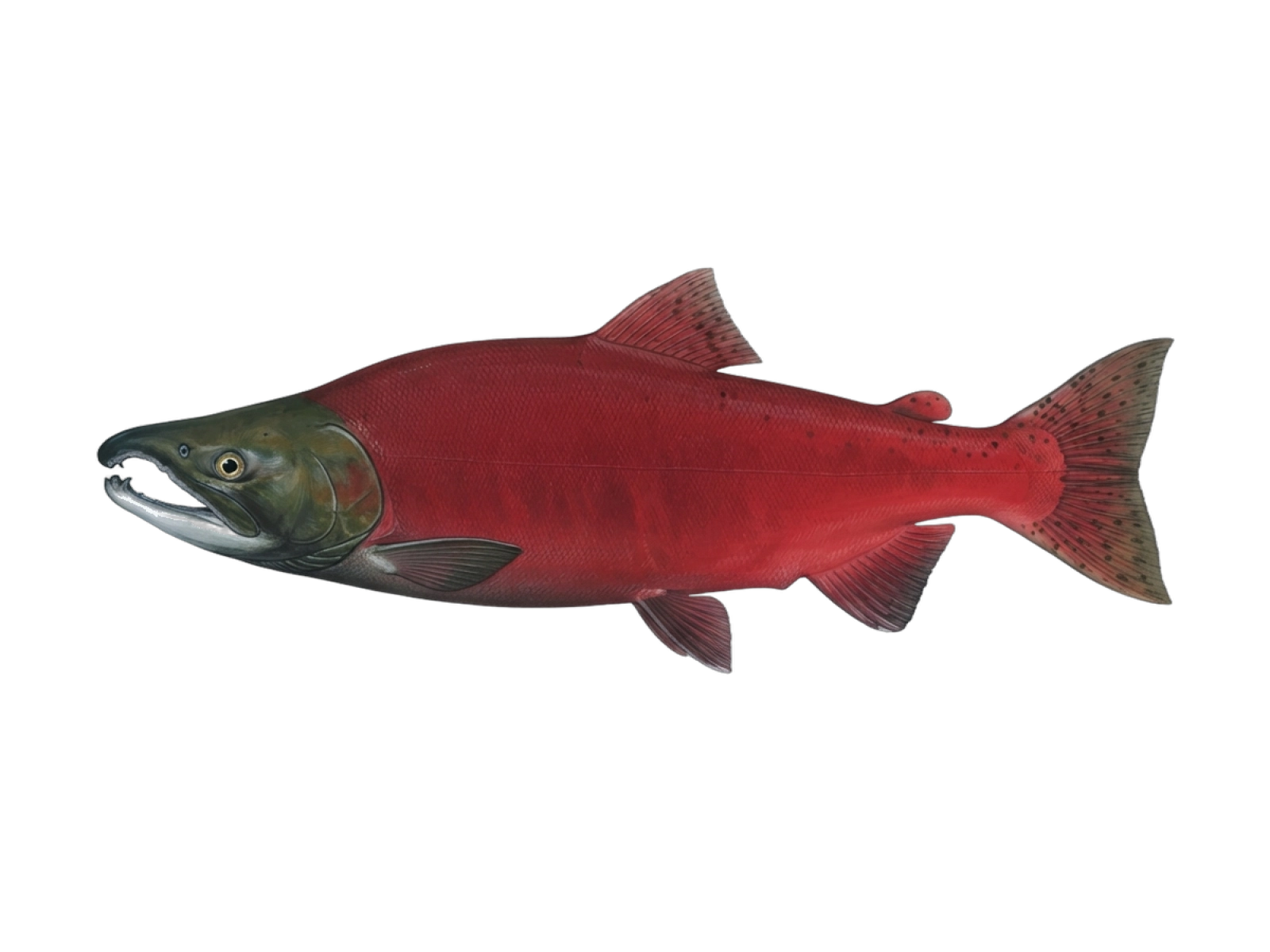 Sockeye salmon
