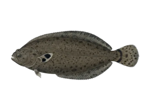 Senegalese sole (Solea senegalensis)