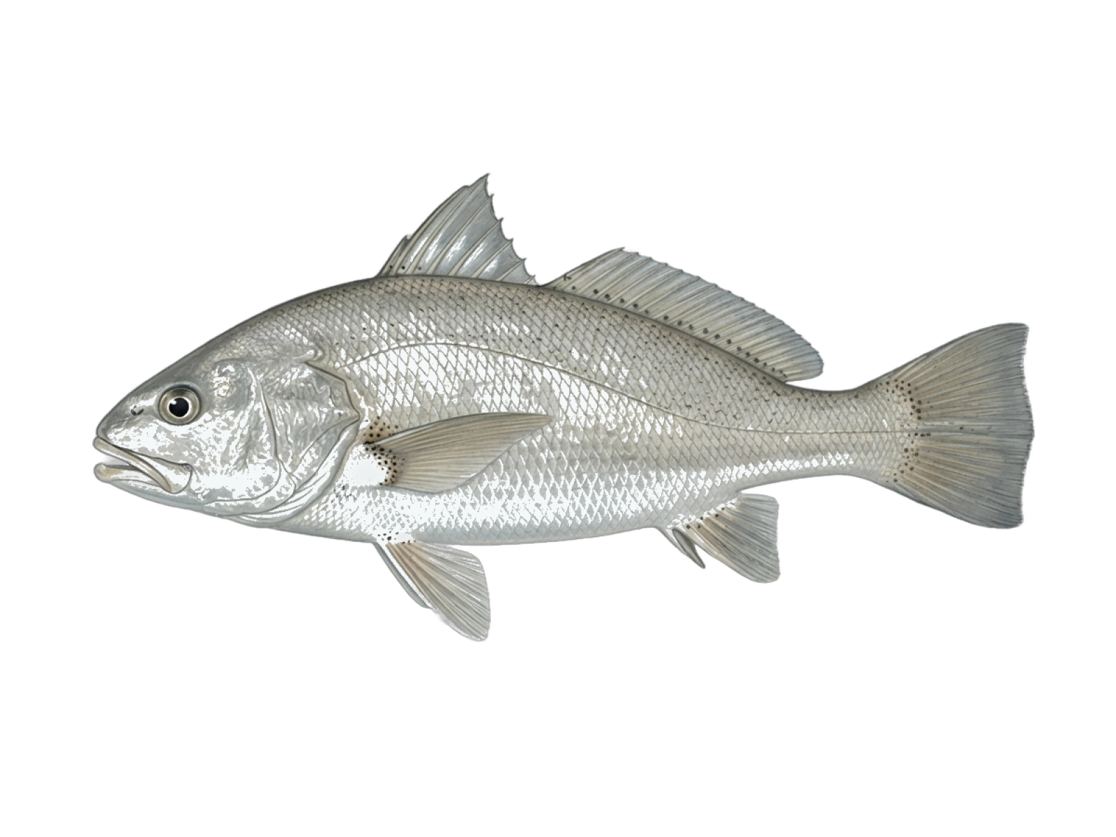 South American silver croaker