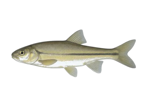 South European Nase (Protochondrostoma genei)
