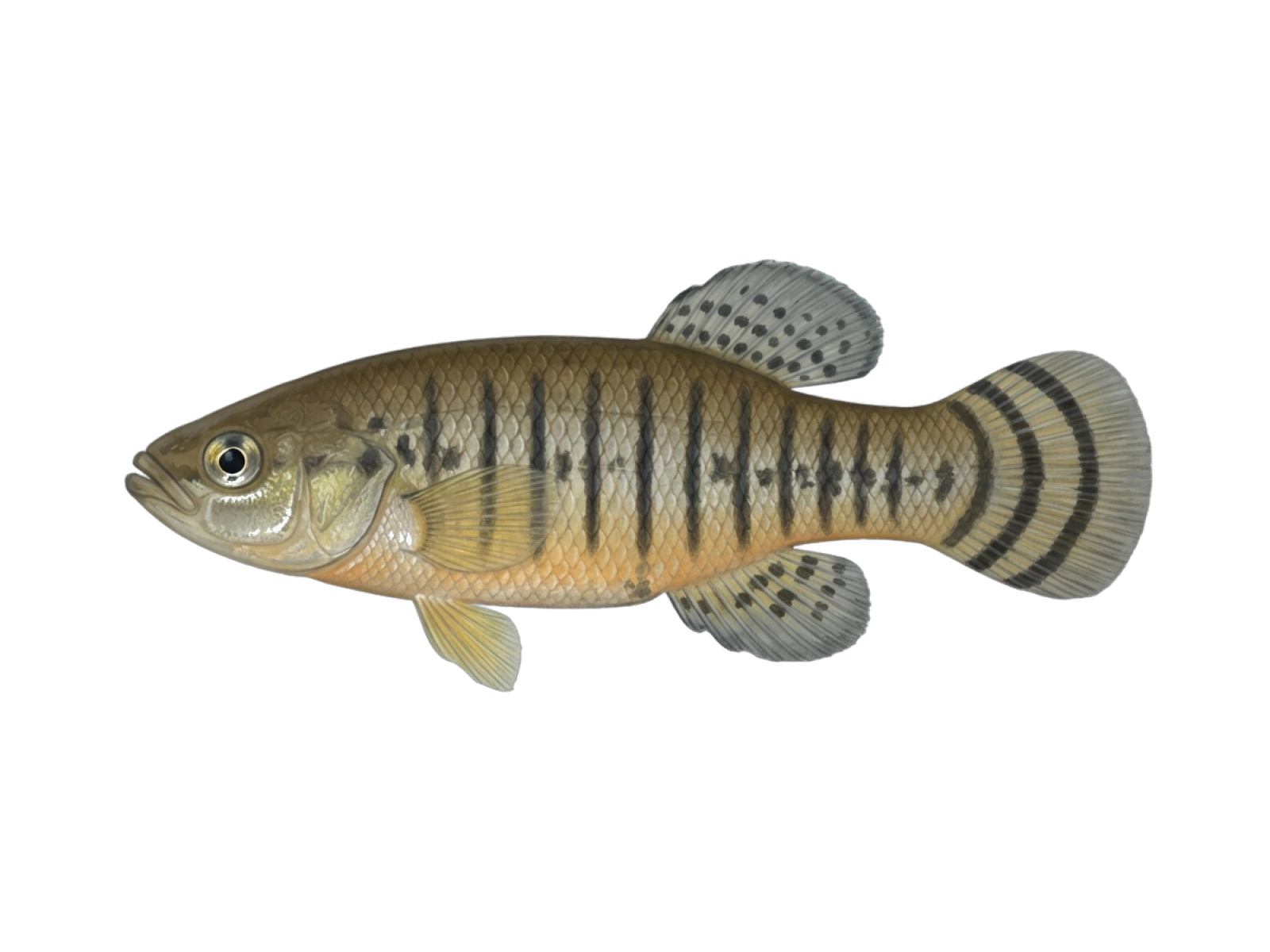 South European Toothcarp