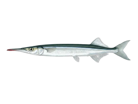 Southern garfish (Hyporhamphus melanochir)