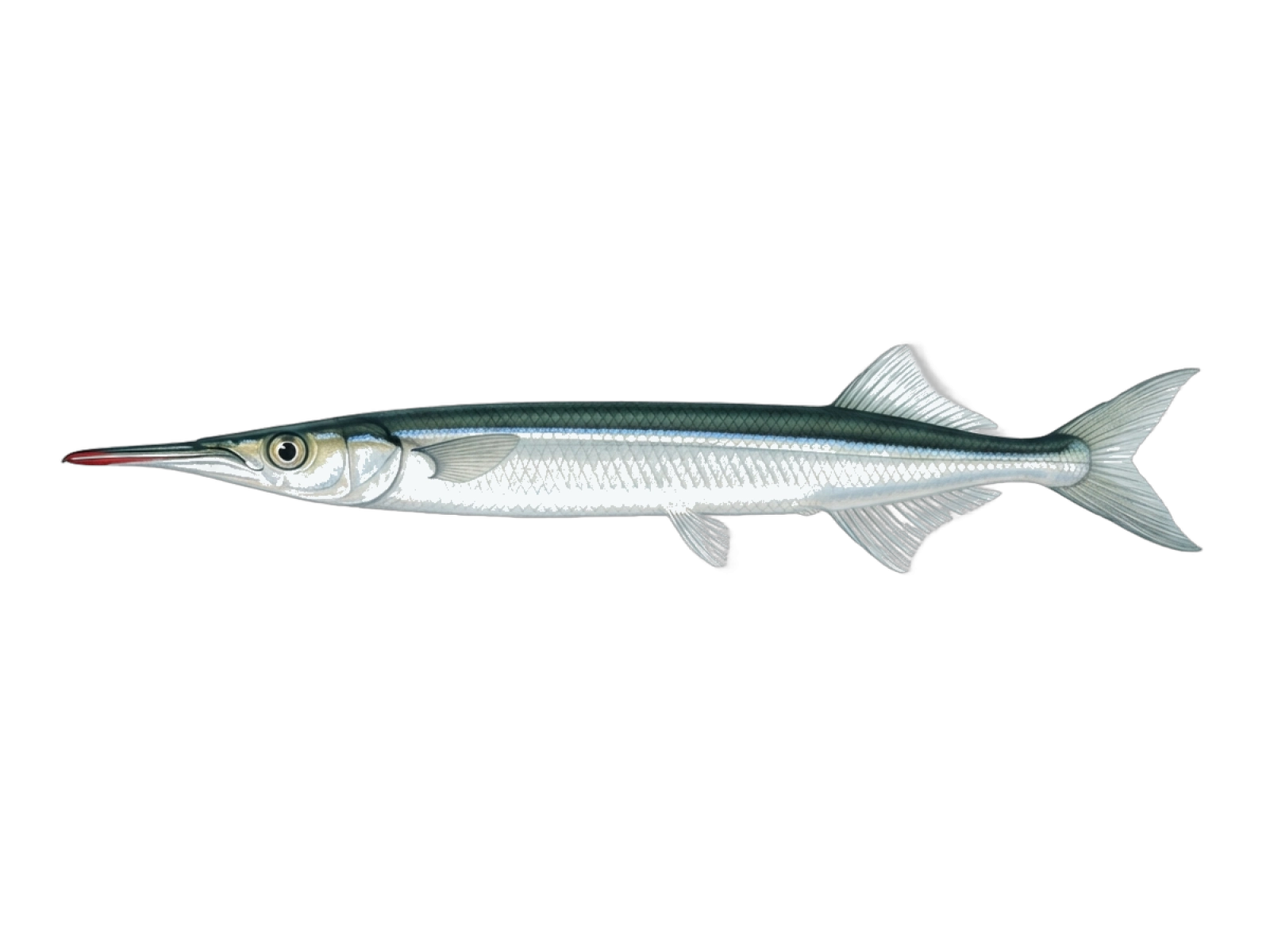 Southern garfish