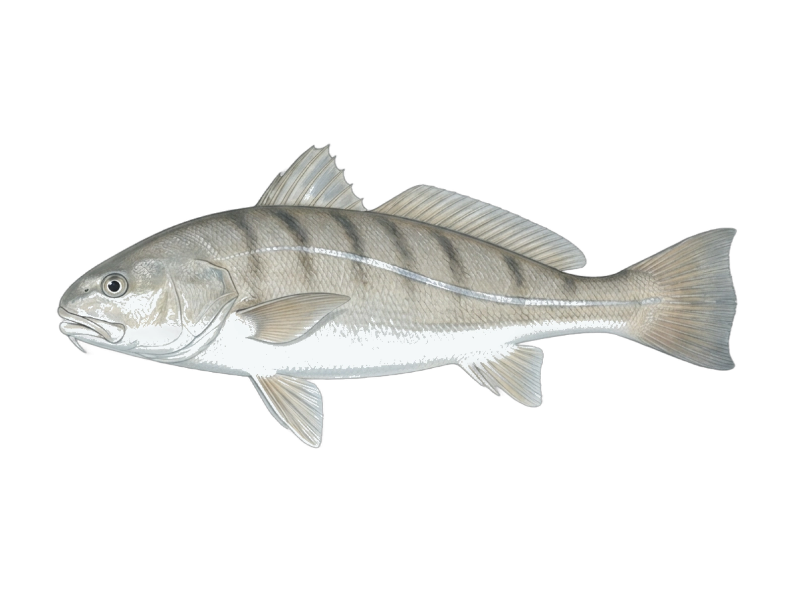 Southern kingcroaker