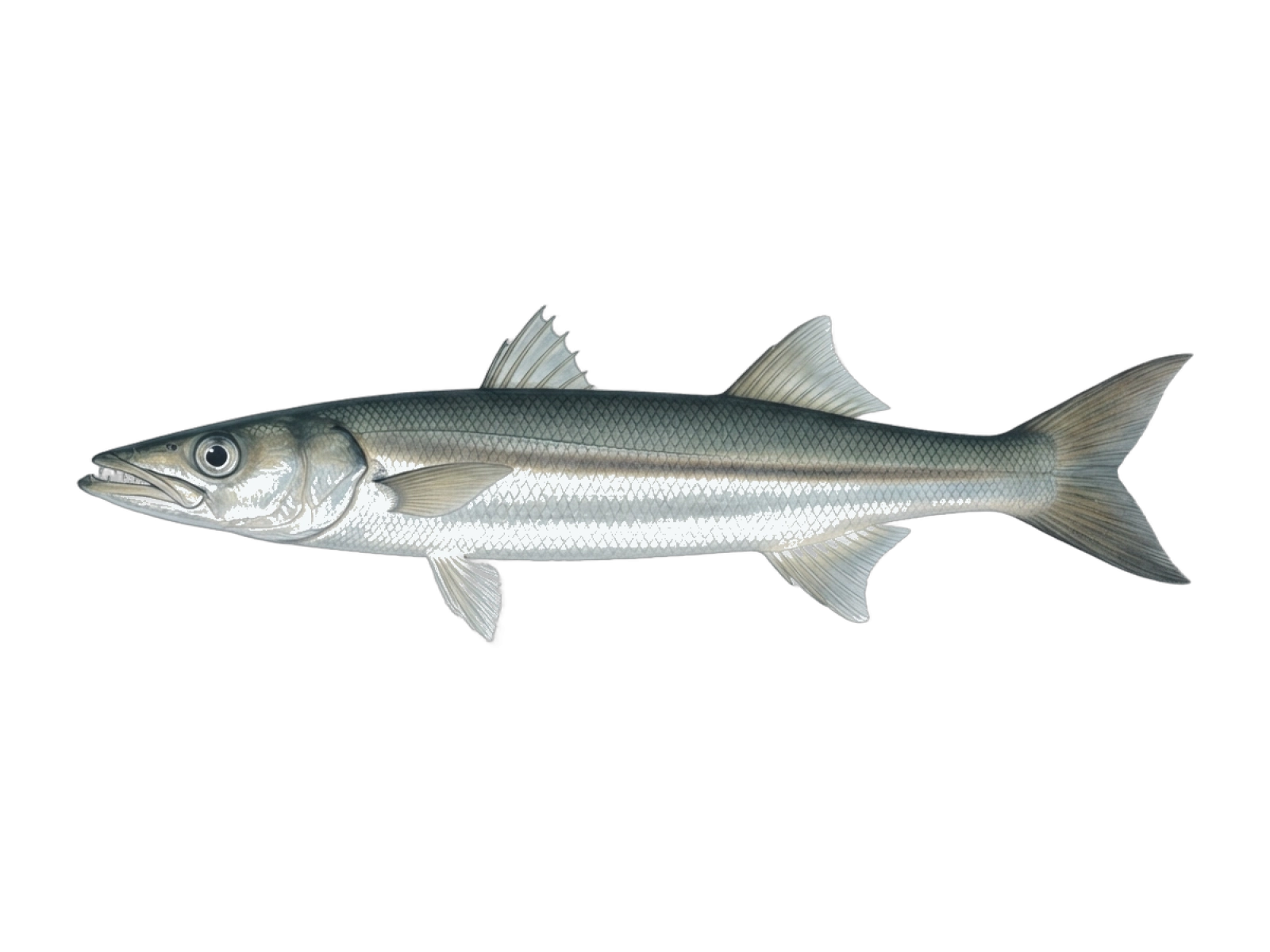 Southern sennet