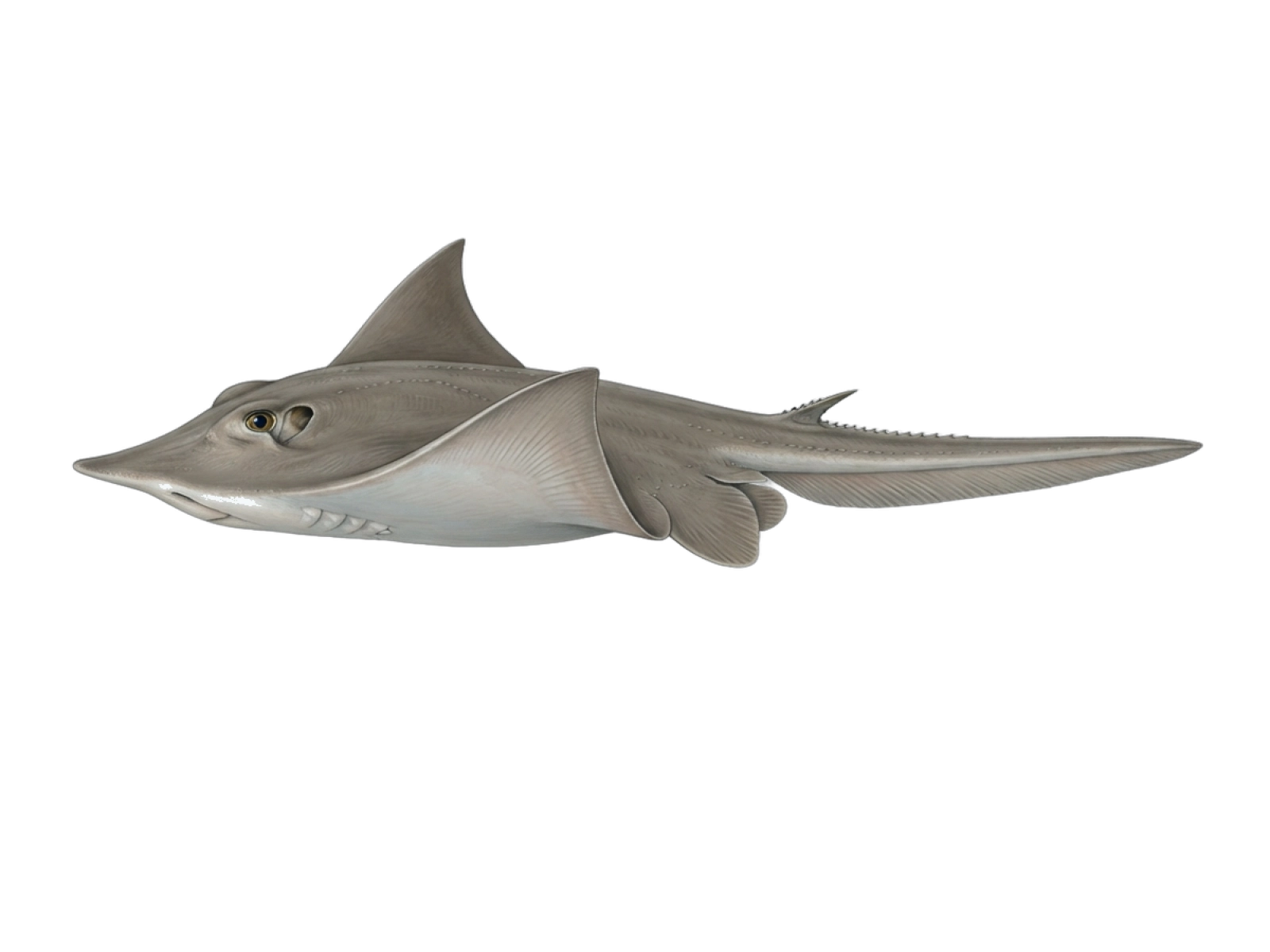 Southern stingray