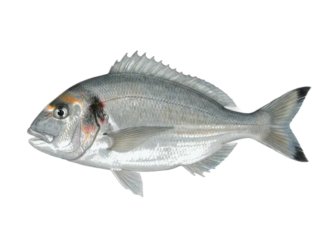 Gilthead seabream (Sparus aurata)