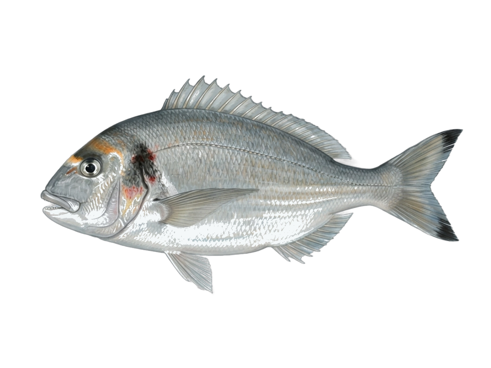 Gilthead seabream