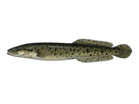 Speckled longfin eel (Anguilla reinhardtii)