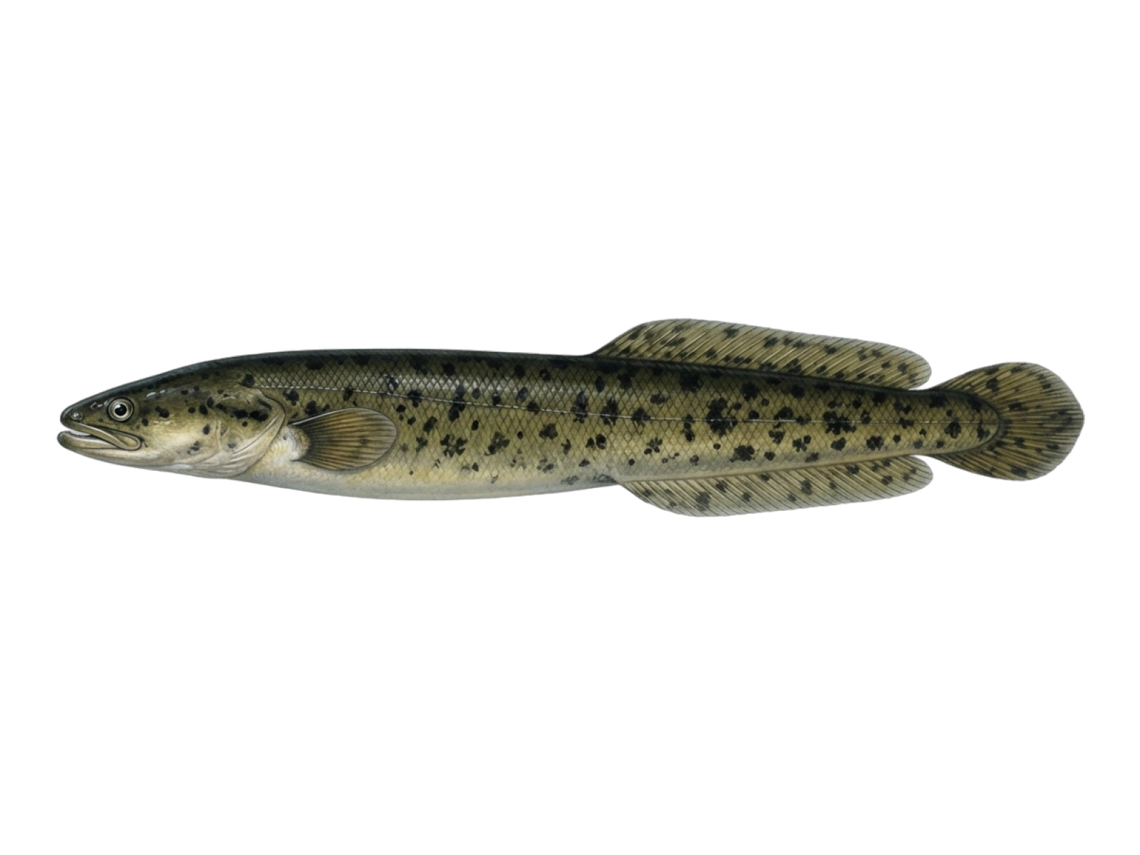 Speckled longfin eel