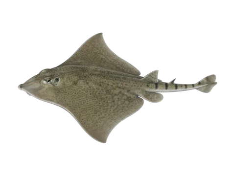 Spiny butterfly ray (Gymnura altavela)