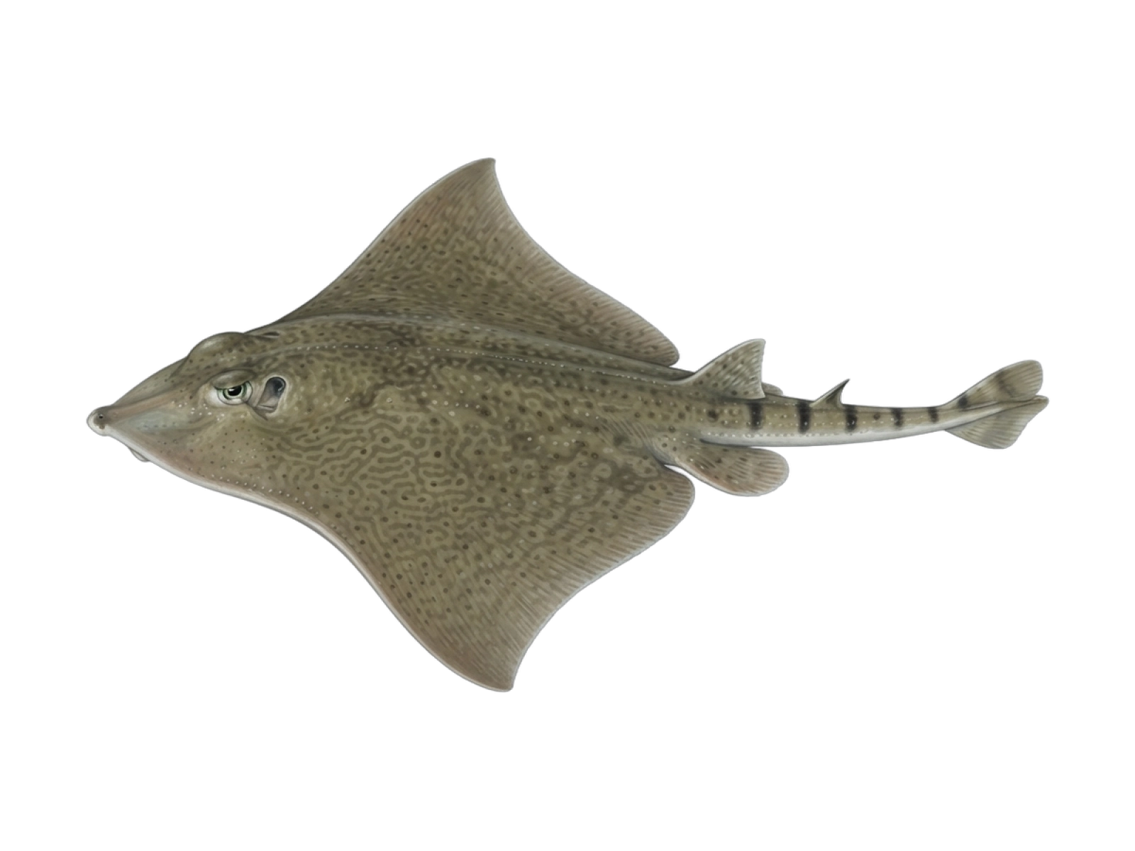 Spiny butterfly ray