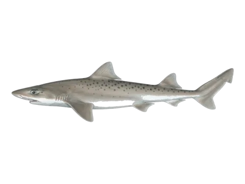 Spotted estuary smooth-hound (Mustelus lenticulatus)