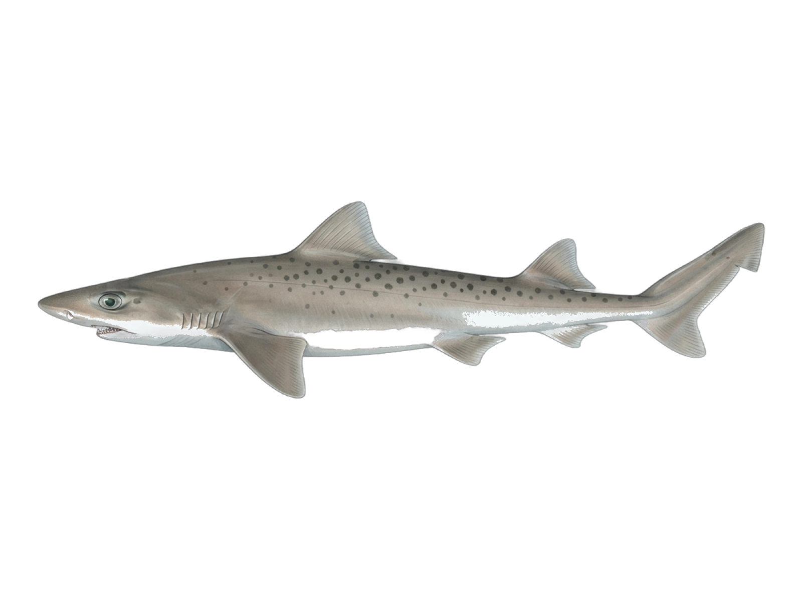 Spotted estuary smooth-hound
