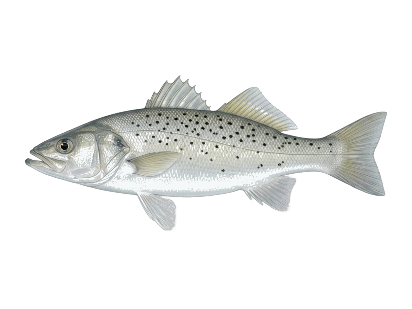 Spotted seabass
