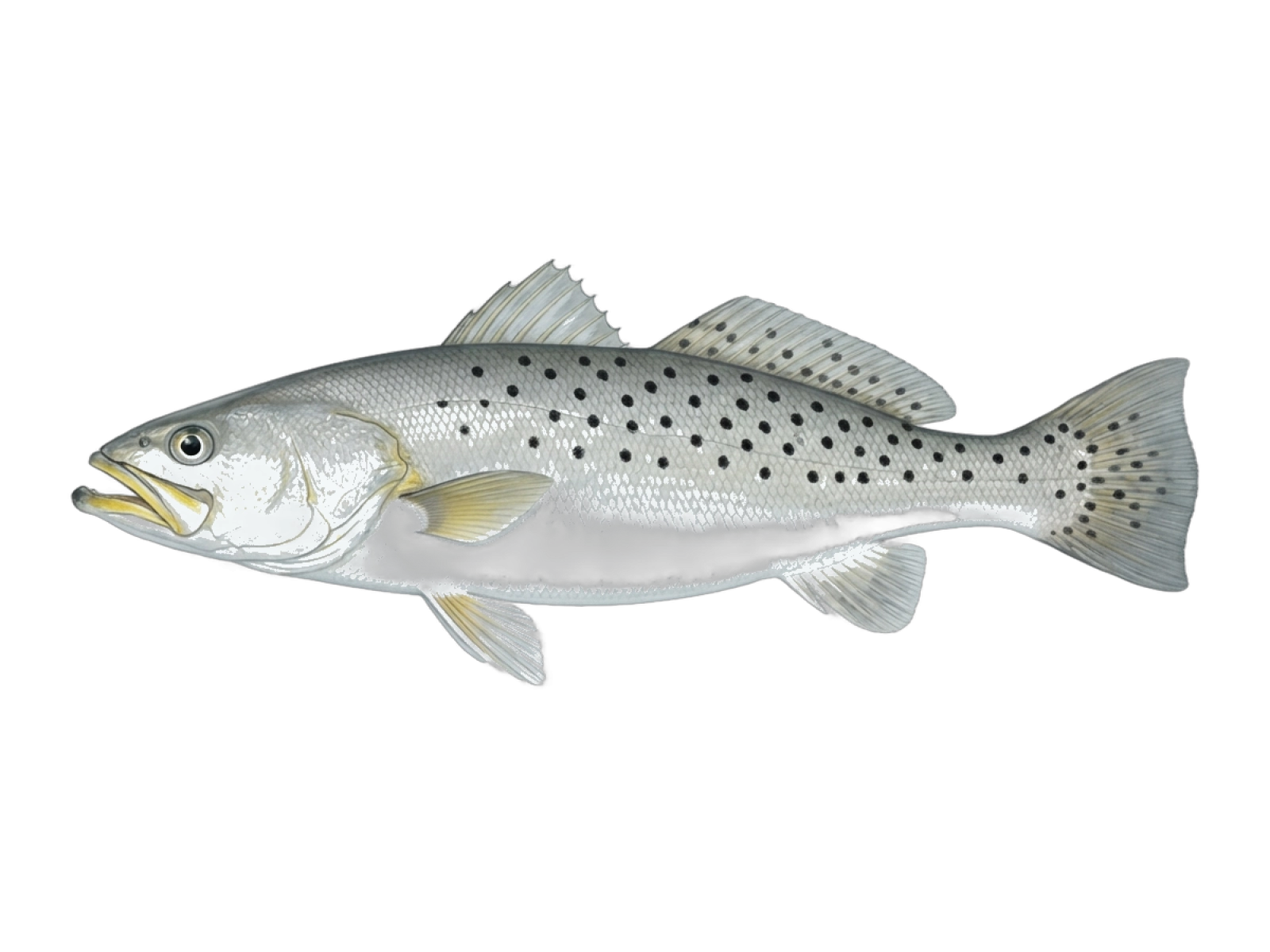 Spotted weakfish