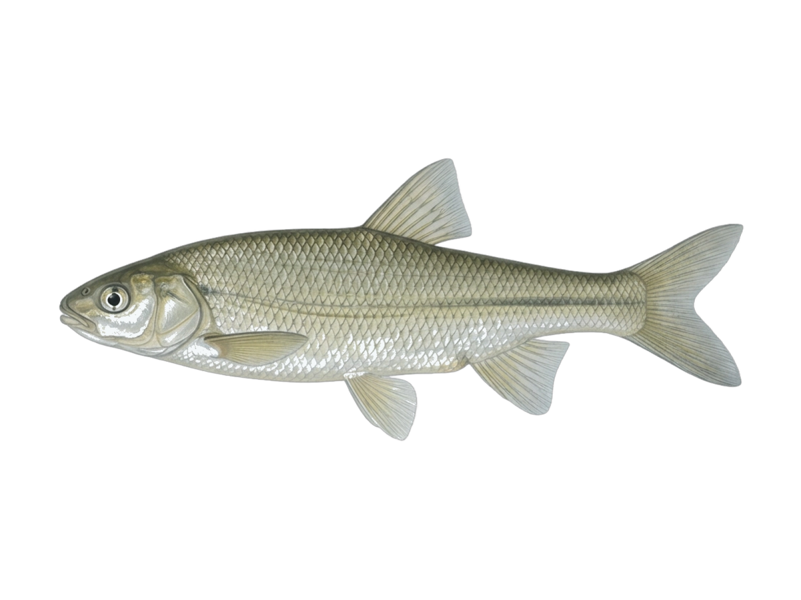 Iberian-Roach