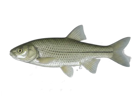 Chub (Squalius carolitertii)