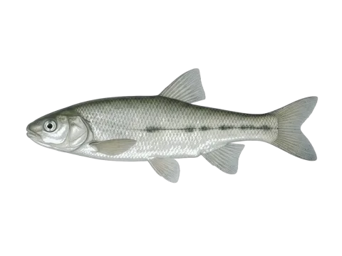 Iberian-Chub (Squalius pyrenaicus)