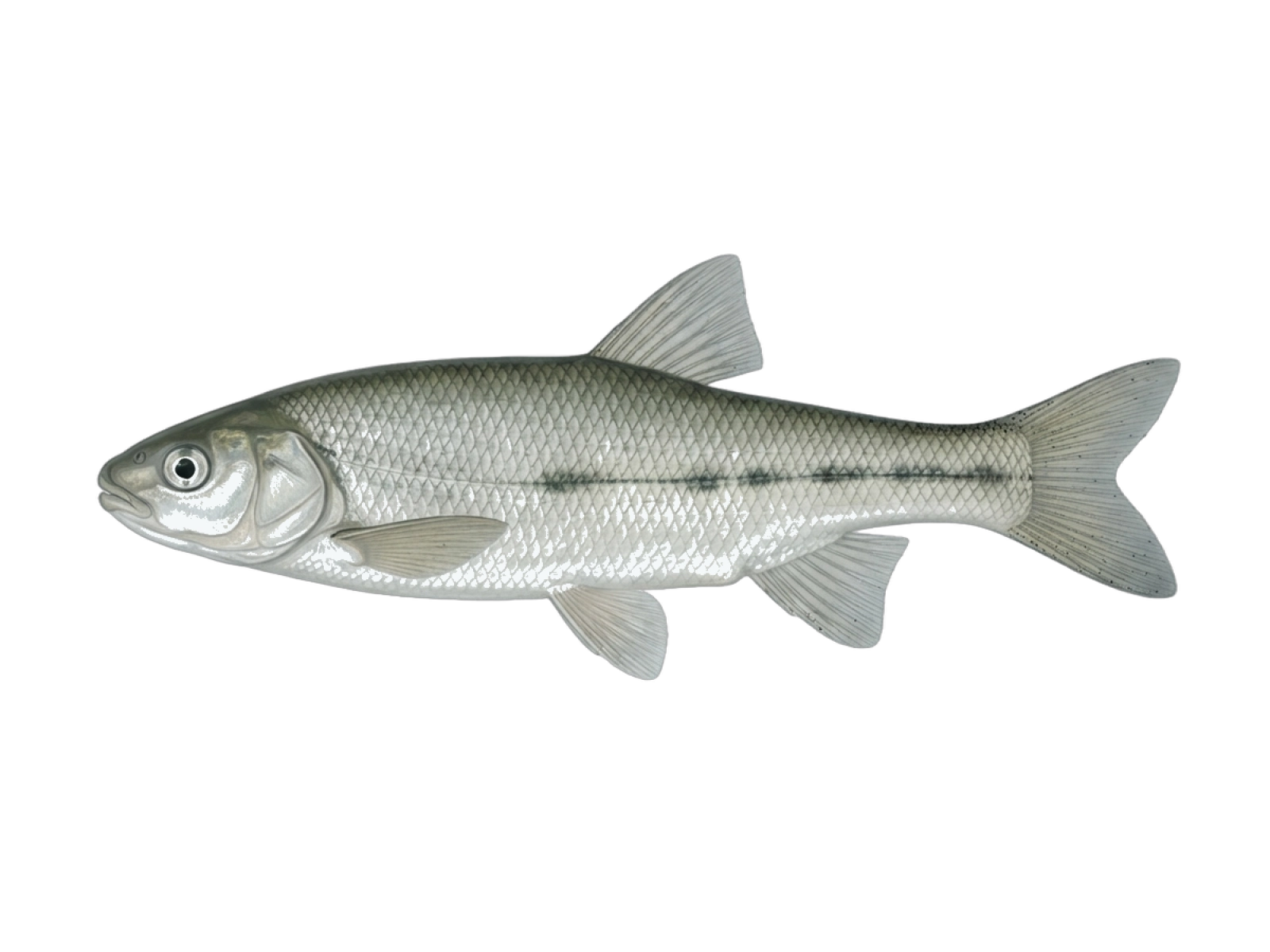 Iberian-Chub