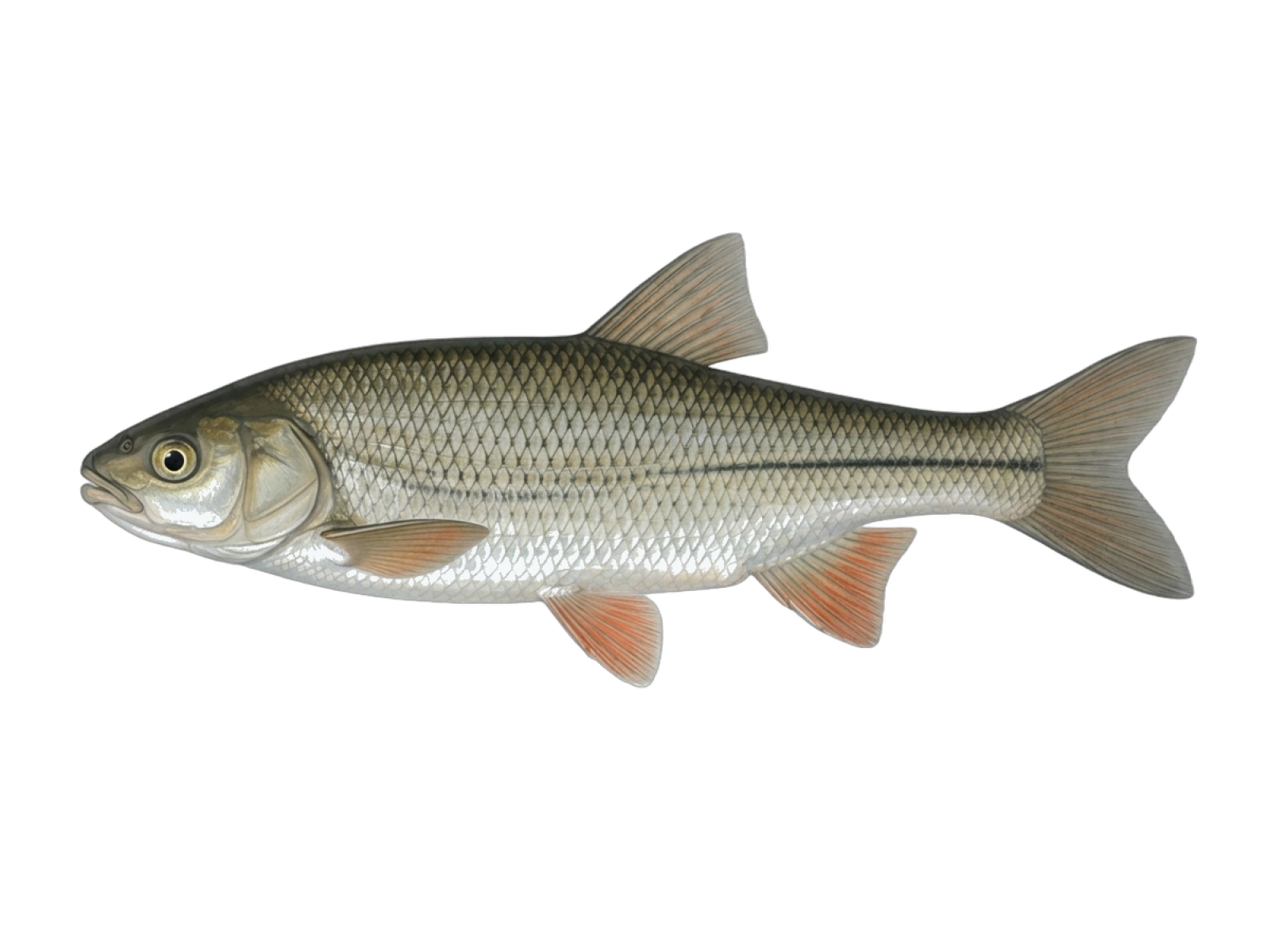 Squalius svallize