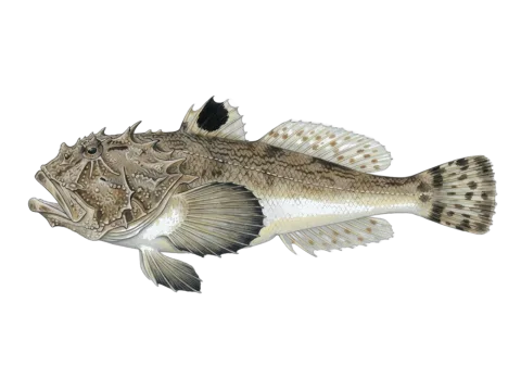 Stargazer (Uranoscopus scaber)