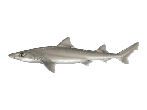 Starry smooth-hound (Mustelus asterias)