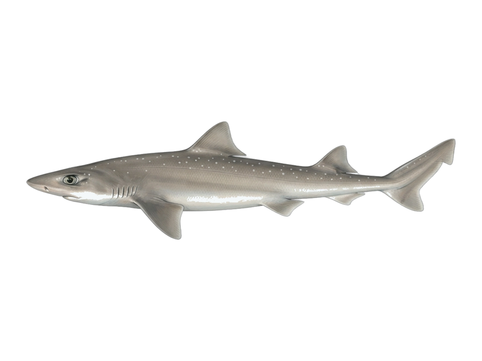 Starry smooth-hound