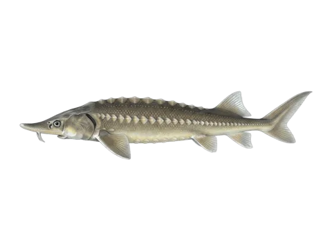 Sterlet sturgeon (Acipenser ruthenus)