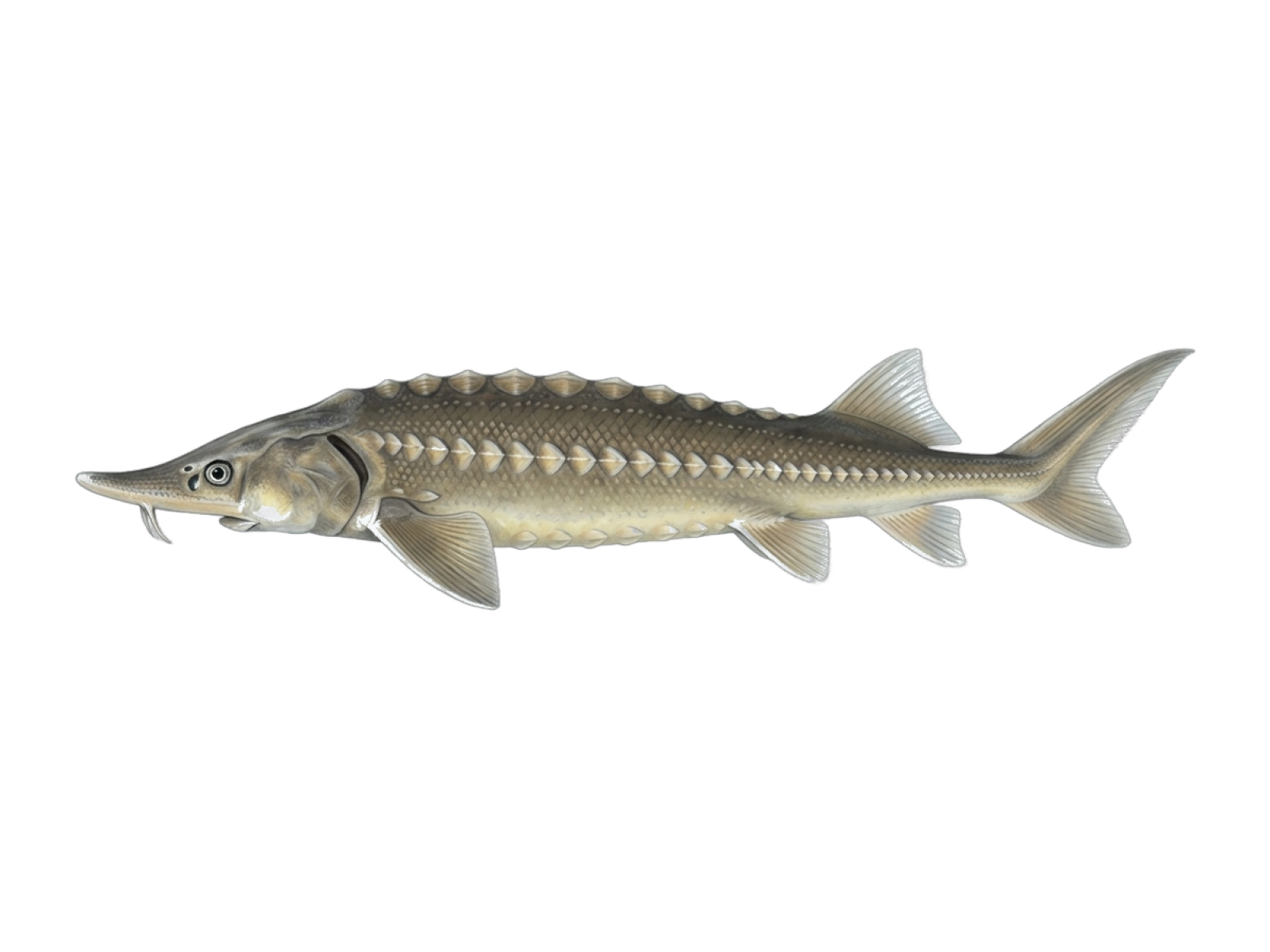 Sterlet sturgeon