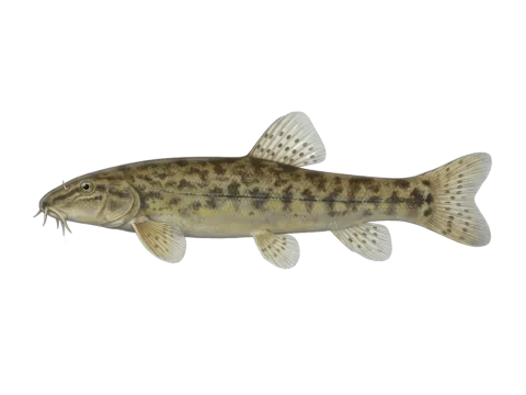 Stone loach (Barbatula barbatula)