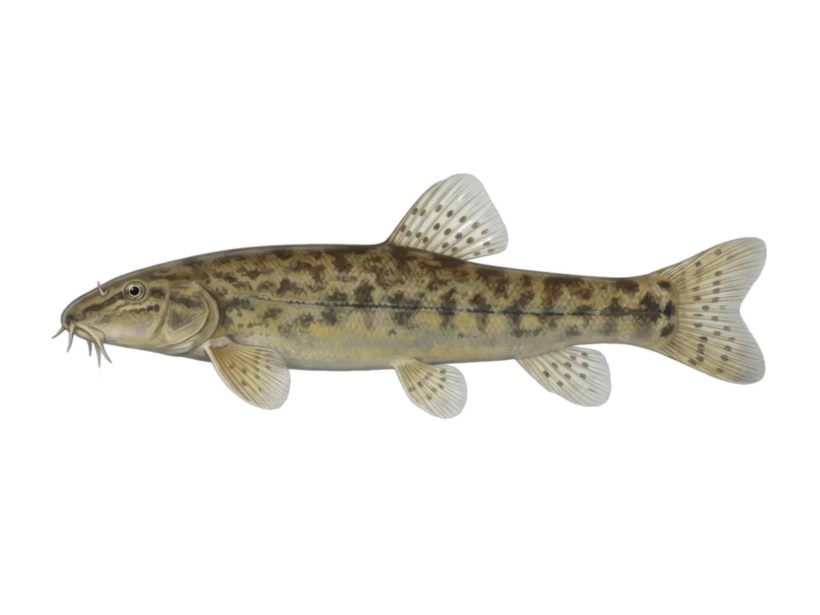 Stone loach