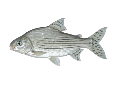 Streaked prochilod (Prochilodus lineatus)