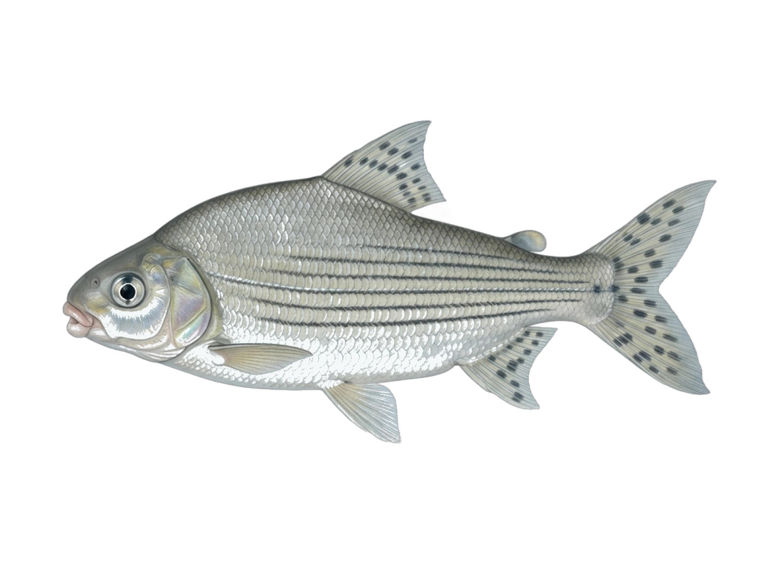 Streaked prochilod