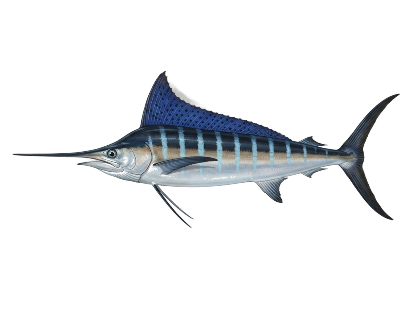 Striped marlin