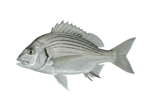 Striped mojarra (Eugerres plumieri)