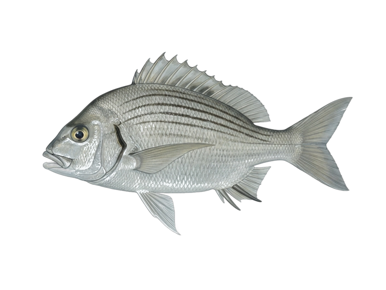 Striped mojarra