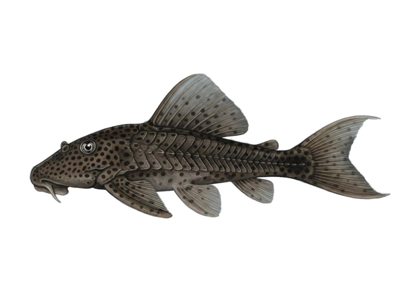 Suckermouth catfish