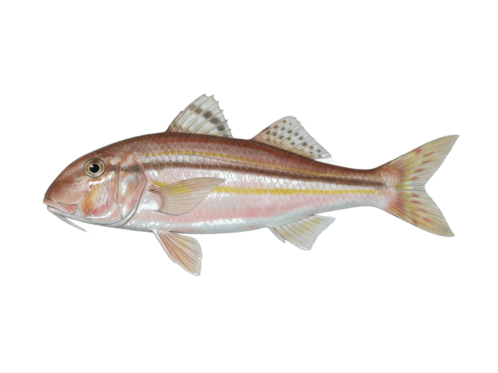 Surmullet