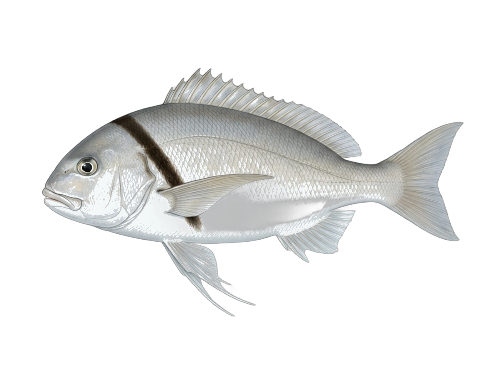 Tarakihi